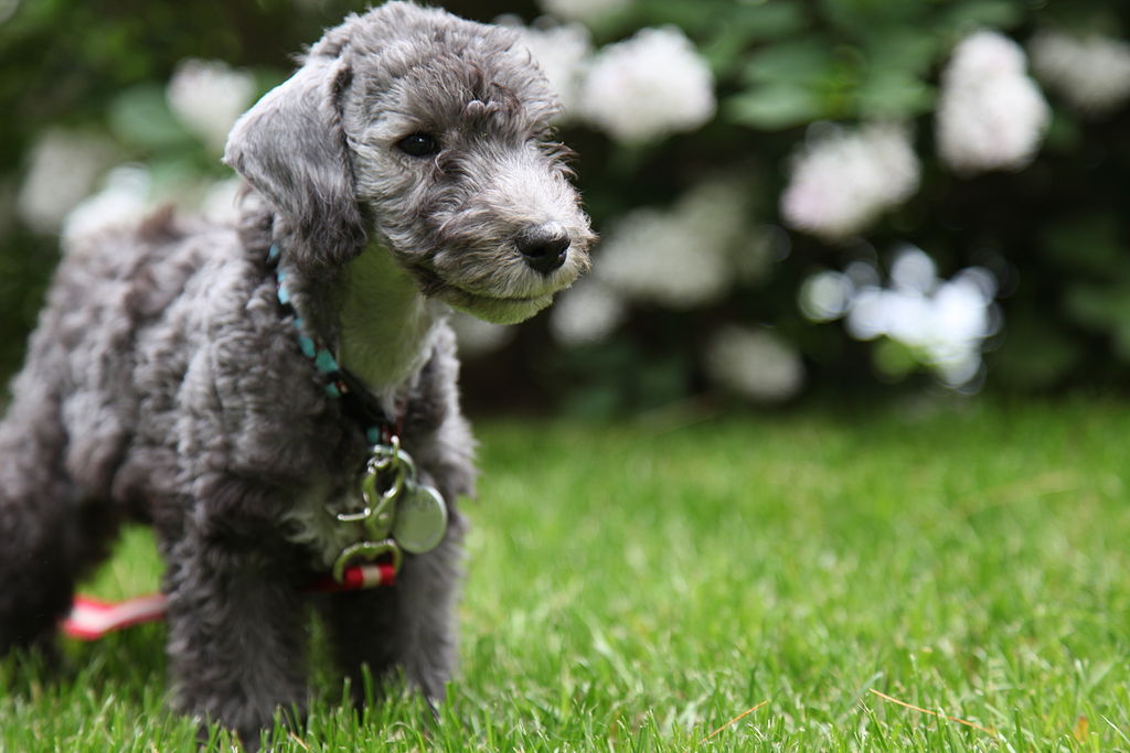 bedlington terrier personnalité