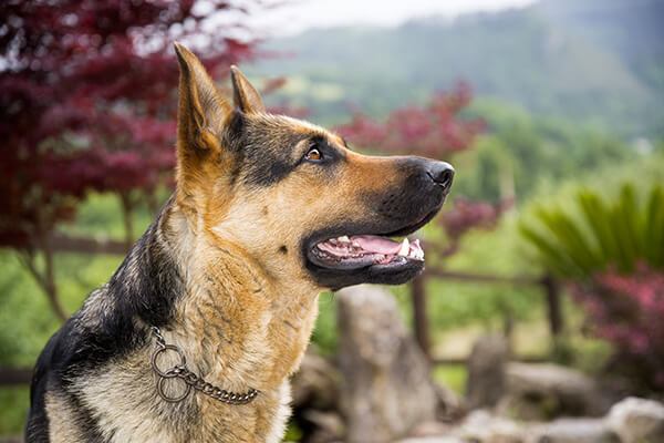 Berger allemand dans le jardin