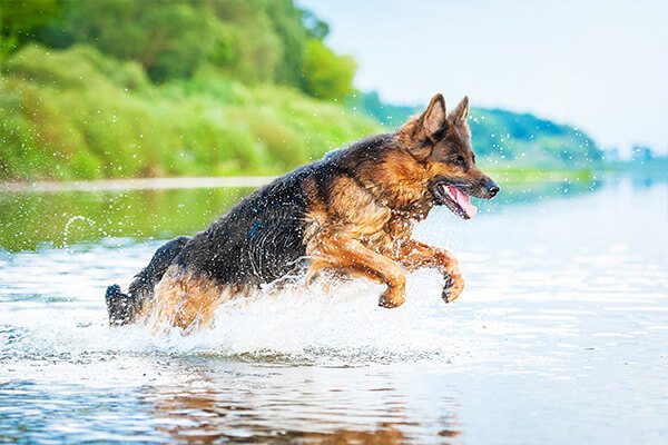 berger allemand dans l'eau