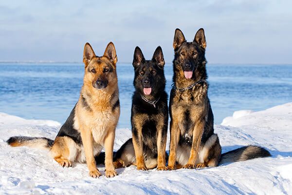3 bergers allemands