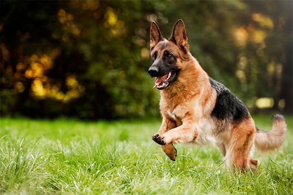 berger allemand dans le jardin