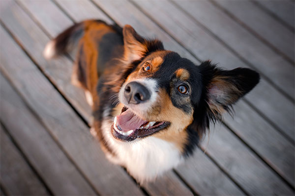 Berger Australien Aussie Tout Savoir Sur Cette Race De Chien