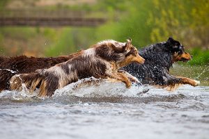 berger australien dans l'eau
