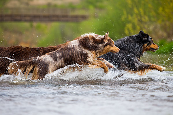 berger australien dans l'eau