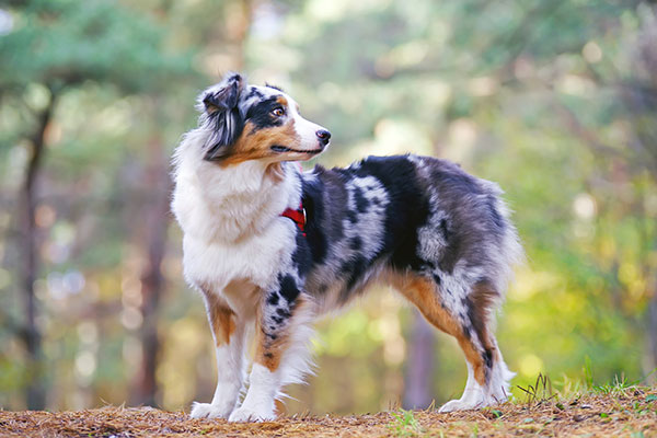 Berger Australien Aussie Tout Savoir Sur Cette Race De Chien