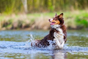 berger australien qui joue dans l'eau