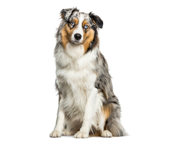 Berger Australien Aussie Tout Savoir Sur Cette Race De Chien