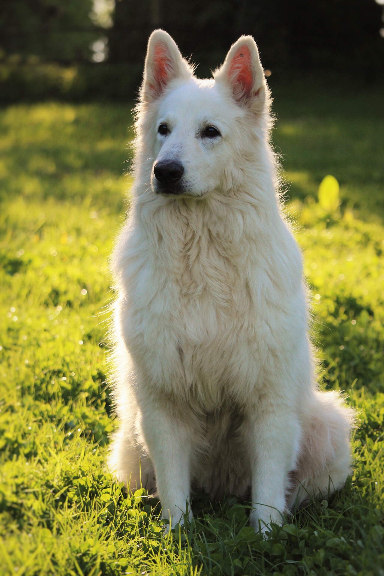 berger blanc suisse personnalité