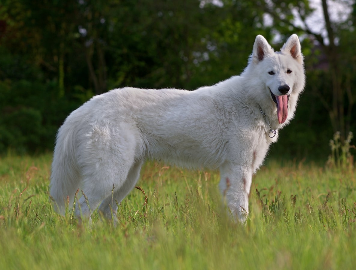 Berger Blanc Suisse Tout Savoir Sur Cette Race Dogsplanetcom