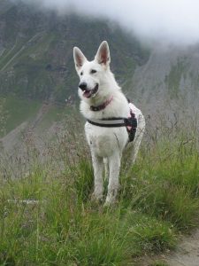 berger blanc suisse photo