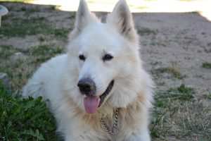 berger blanc suisse photo 3
