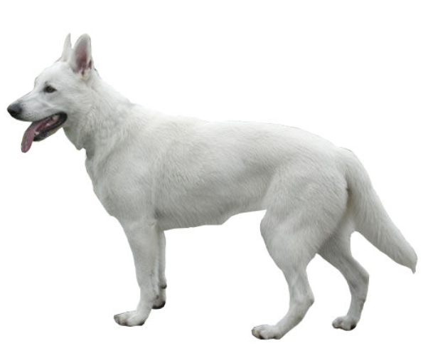 berger blanc suisse
