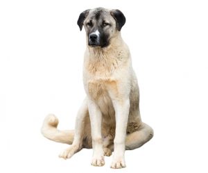 Anatolian shepherd