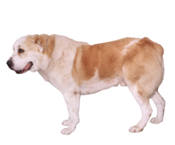 berger d'asie centrale