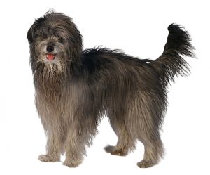 berger des pyrénées