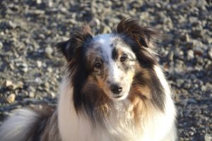 shetland shepherd picture