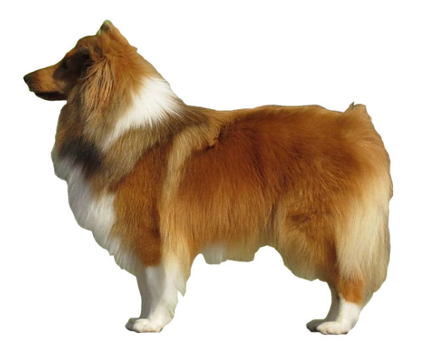 Berger Des Shetland Tout Savoir Sur Cette Race Dogsplanetcom