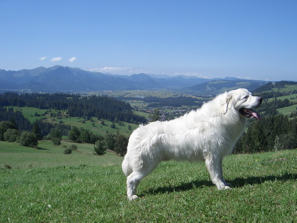 berger des tatras personnalité
