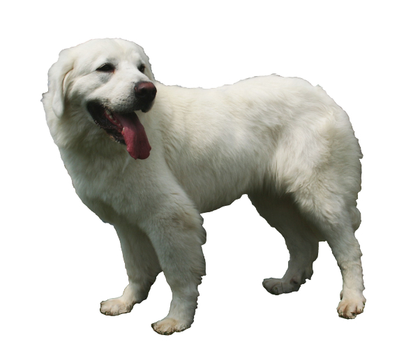 Tatra Shepherd