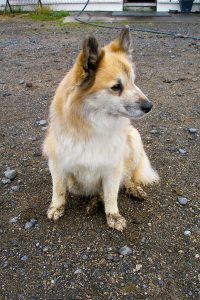 berger d'islande photo 4