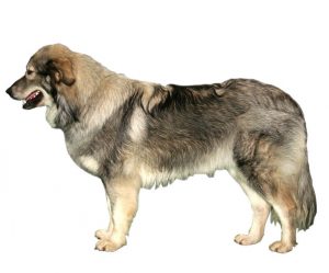 pastor del macizo kárstico