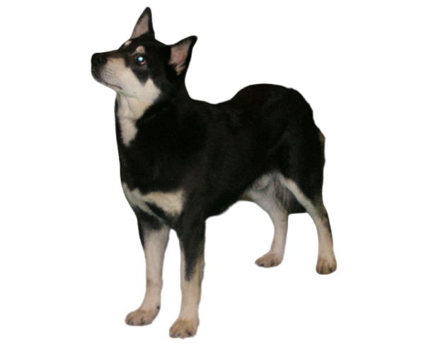 berger finnois de laponie