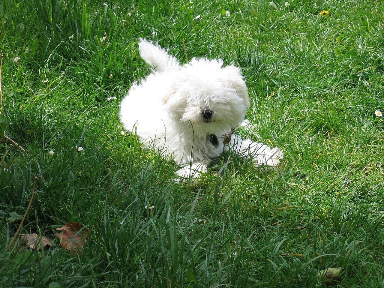 bichon bolonais personnalité