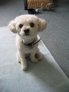 foto bichon boloñesa