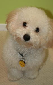 bichon boloñesa foto 3