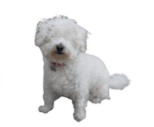 curly bichon