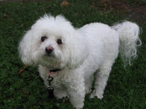 bichon frise photo 3