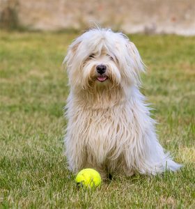 Bichon havanais