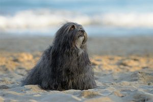 bichon havanais noir