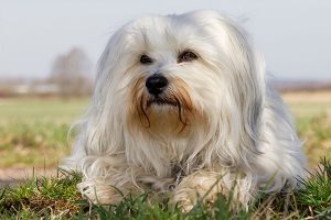 bichon havanais blanc