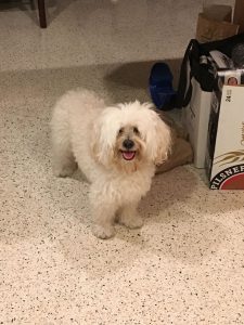 bichon havanais foto 3