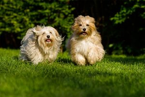 bichon havanais rubio