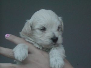 bichon havanais foto 4