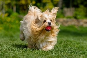 bichon havanais jugando