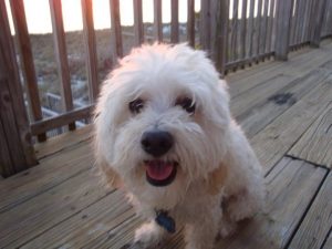 bichon havanais foto 6