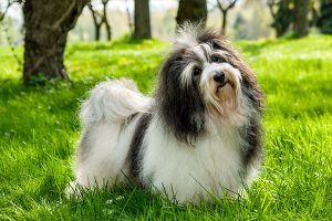 postura de bichon havanais