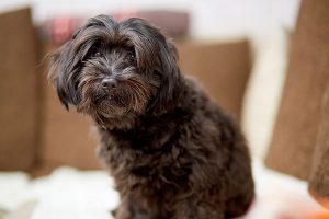 bichon havanais frisé