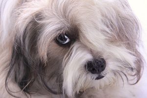 regard du bichon havanais