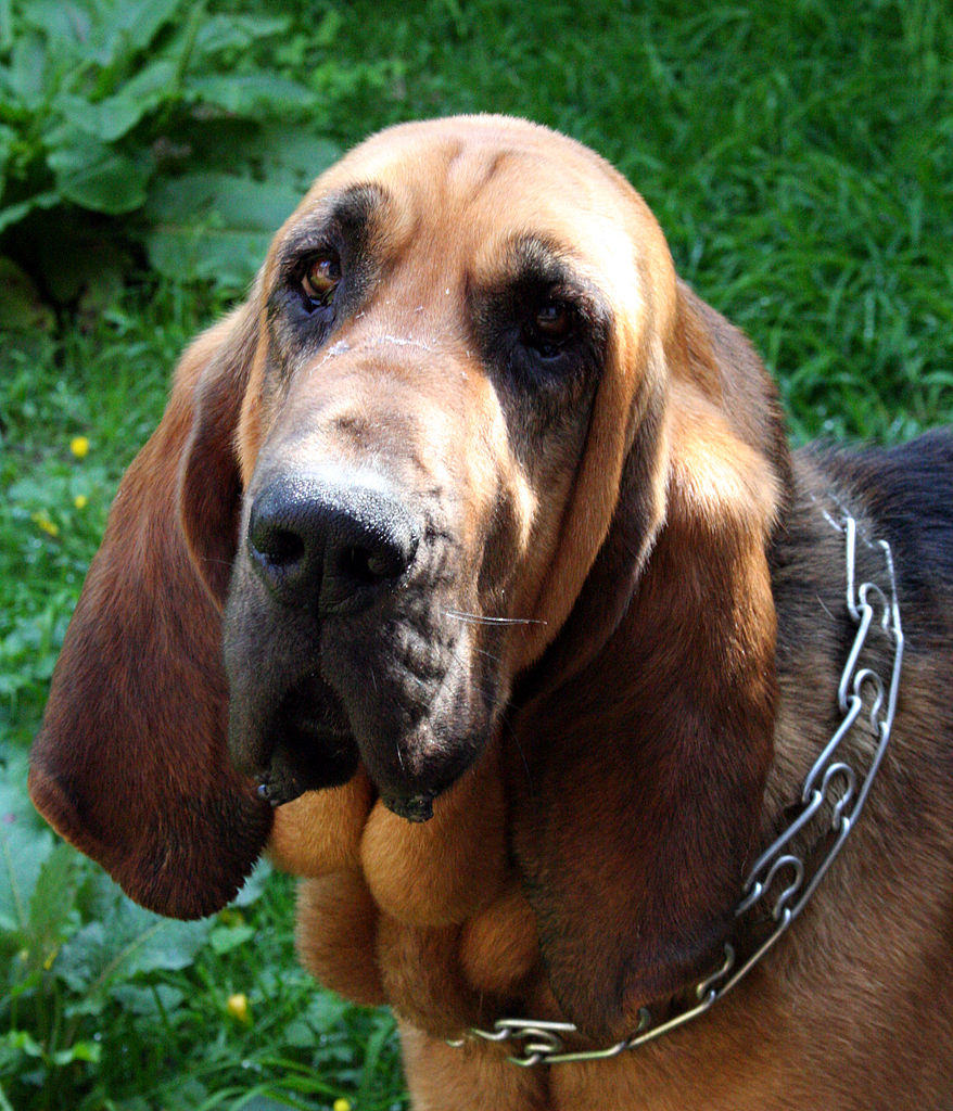bloodhound temperament
