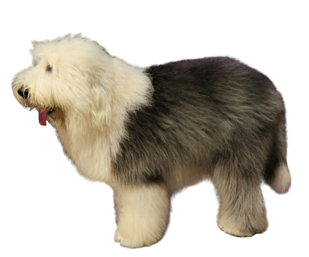 bobtail