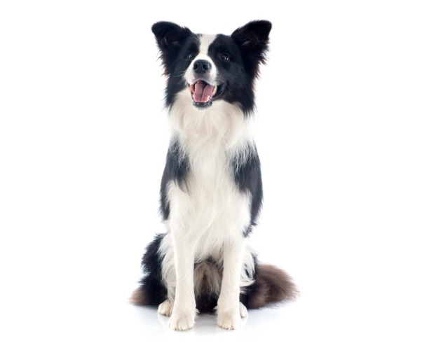 border collie