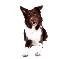 border collie
