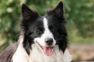 border collie niños