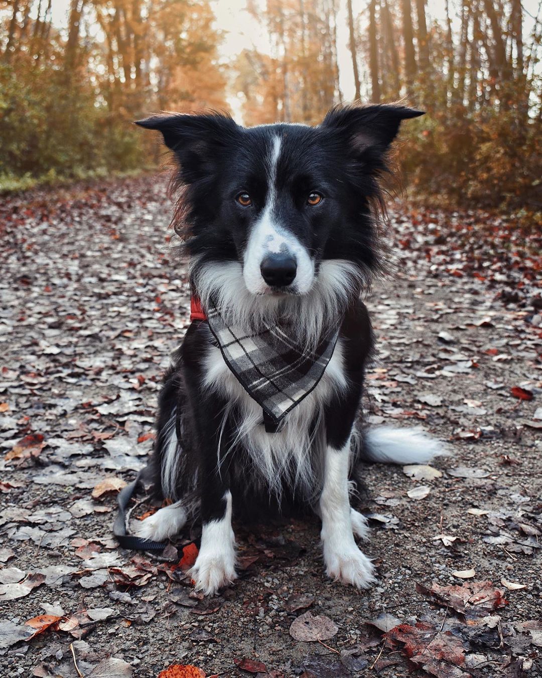 border collie personnalité