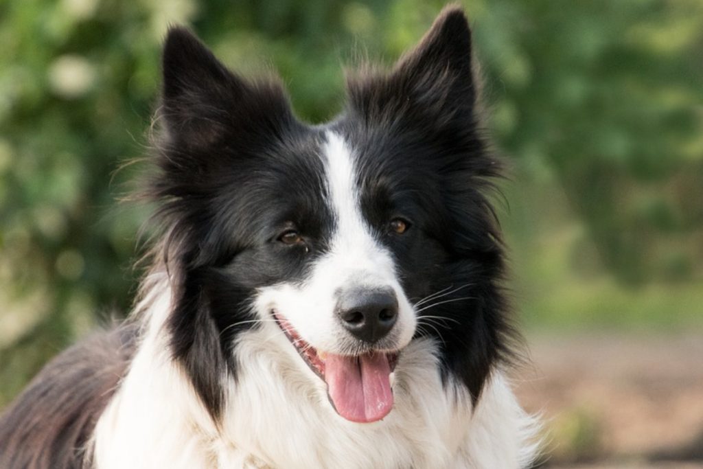 border collie photo 2