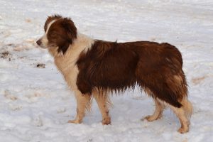 border collie photo 4